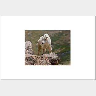 Mountain Goat Posters and Art